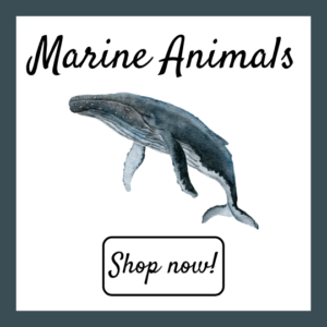 Marine Animals
