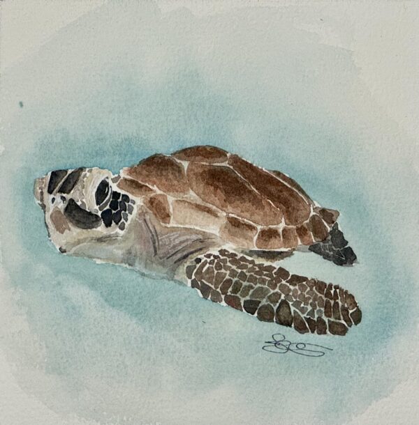 “Tiny Turtle"